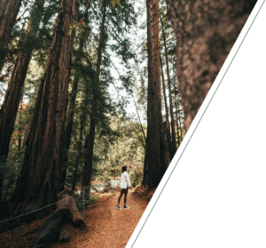 Person walking in redwoods, symbolizing control mastery therapy for trauma in San Francisco.