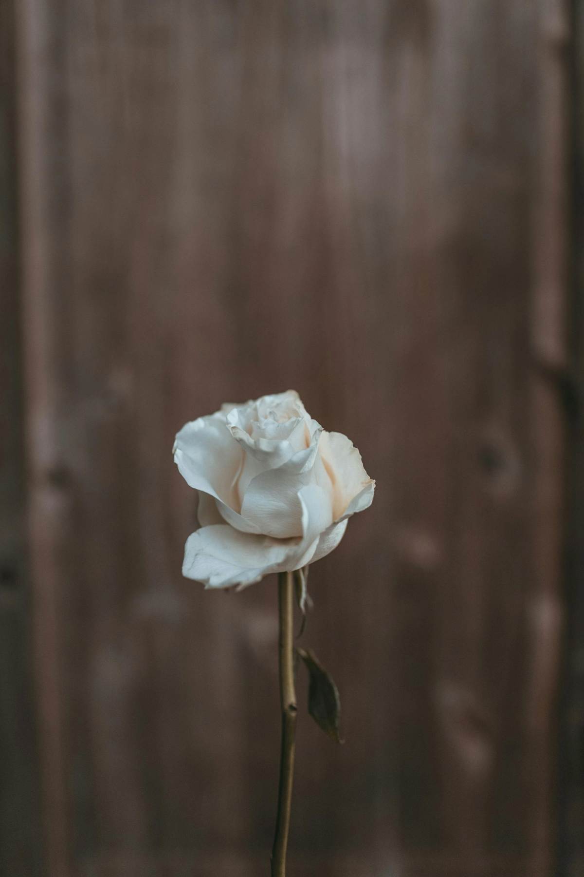Single white rose against a wooden background, representing resilience and calm amidst workplace stress.