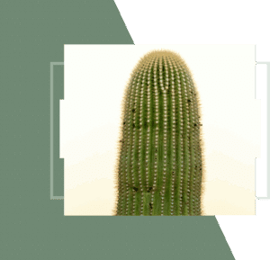 Tall, green, ribbed cactus.