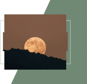 Large orange full moon rising above a dark tree line.