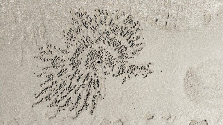 Radial sand pattern resembling neural pathways symbolizing focus, structure, and adult ADHD therapy support