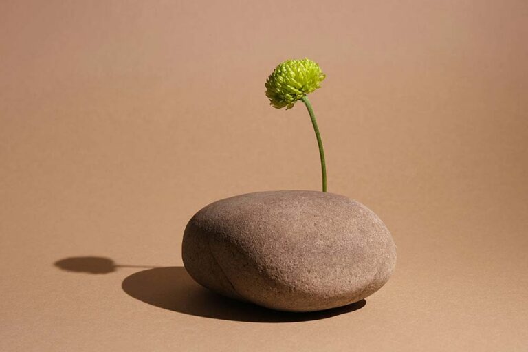 A single green flower sprouts from a smooth stone