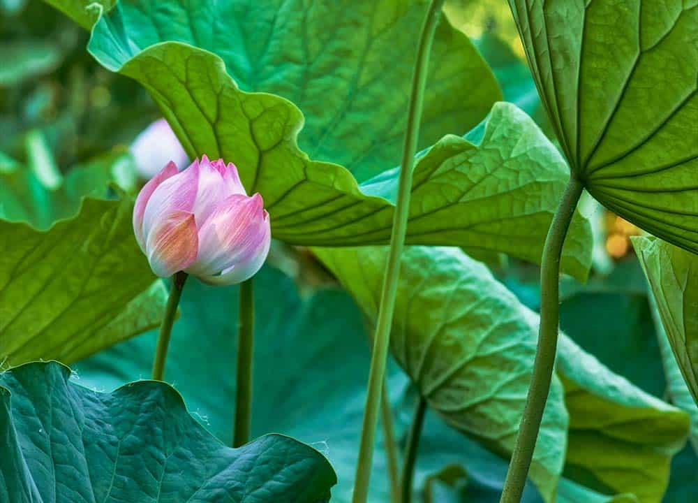 A close-up of a pink flower on a green plant