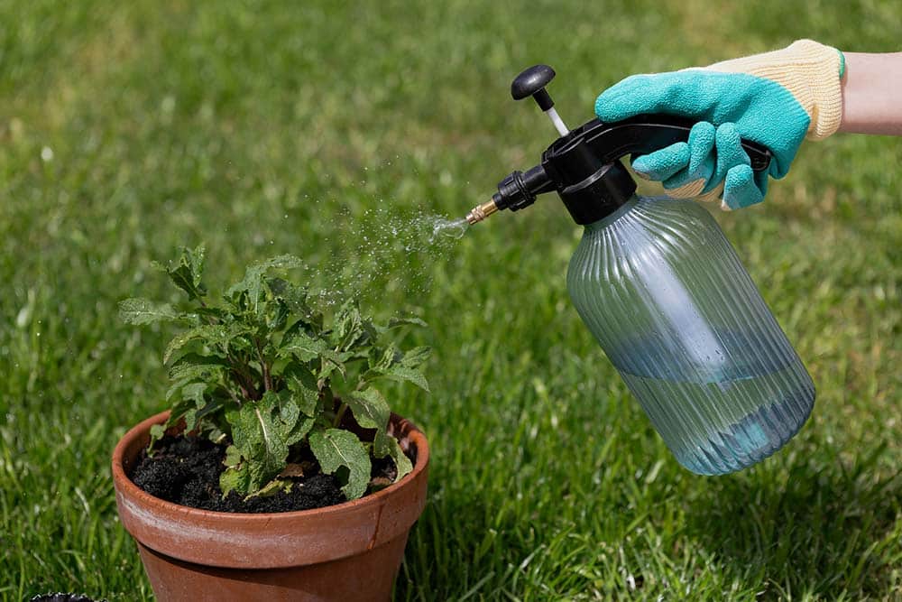 Someone is spraying a plant with a water sprayer