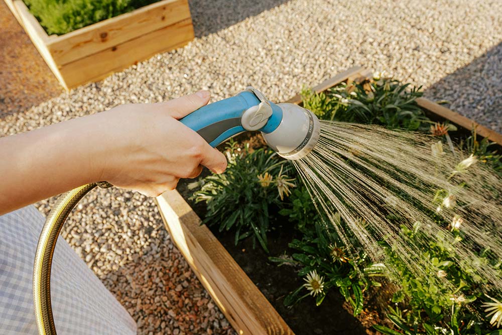 Hand watering plants in a wooden garden bed