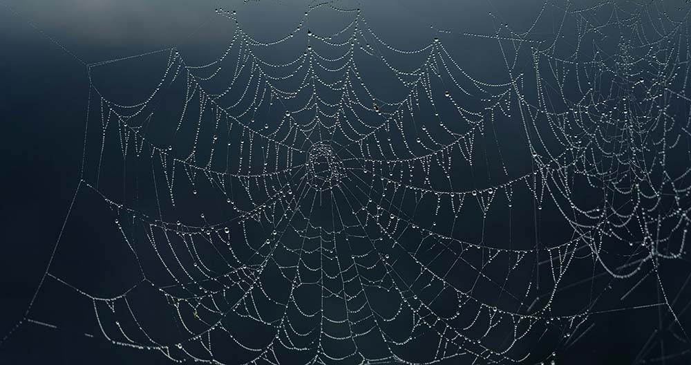 Spider web covered in water droplets