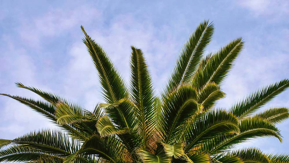 A palm tree against a clear blue sky.